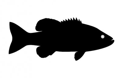 Скачать dxf - Силуэты рыб морской окунь черный силуэт рыбы силуэт