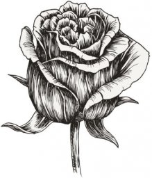 Графичная роза роза тушью рисунок розы рисунки цветов бутон эскиз