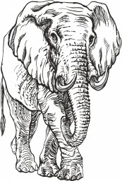 Слон слон эскиз слон в векторе слон раскраска слон иллюстрация
