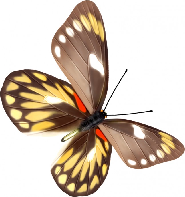 Бабочки бабочка мотылек красивая бабочка бабочки декоративные бабочки прозрачные