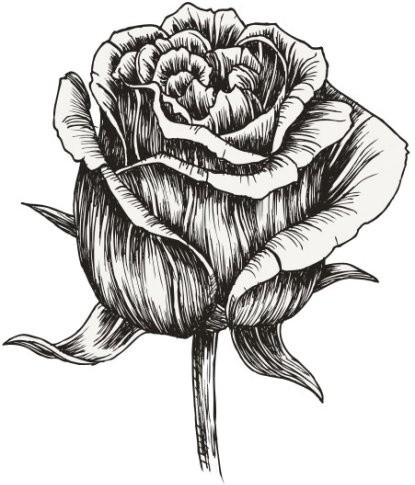 Роза для срисовки розы карандашом роза черно белая для срисовки рисунок 5122